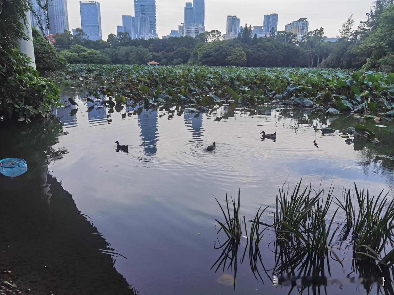 说说深圳地铁这个事，真没想到能上央媒，也没想到一瞬间全国，甚至全世界都在盯着这件
