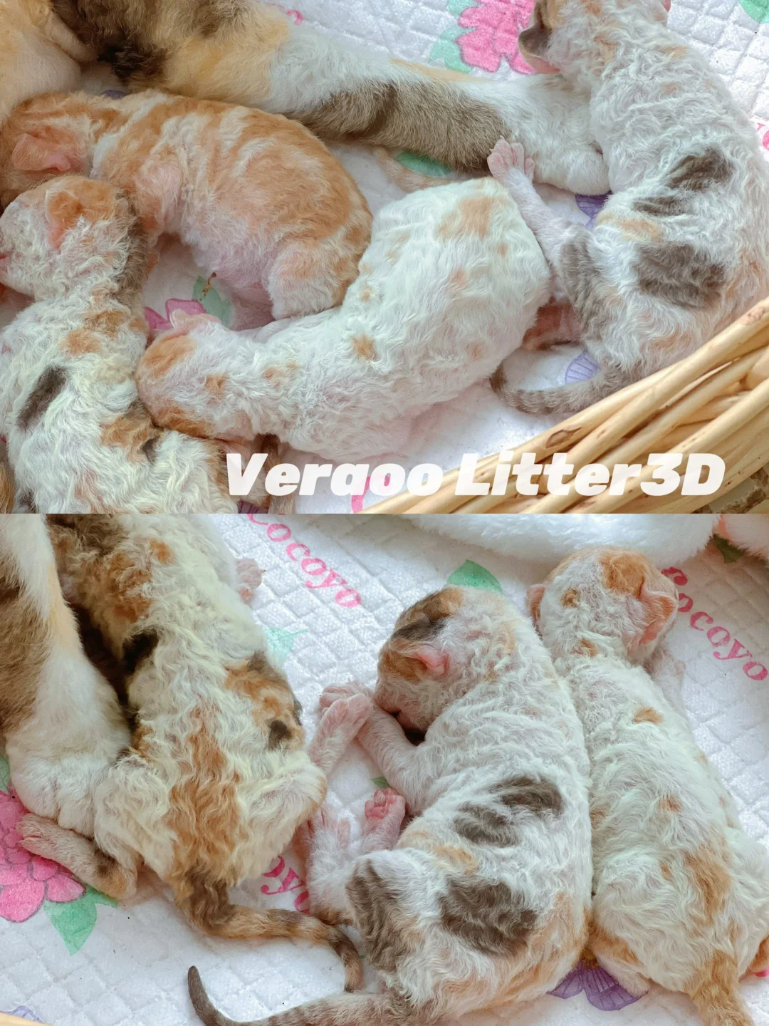 忍不住…根本忍不住呀｜德文卷毛猫