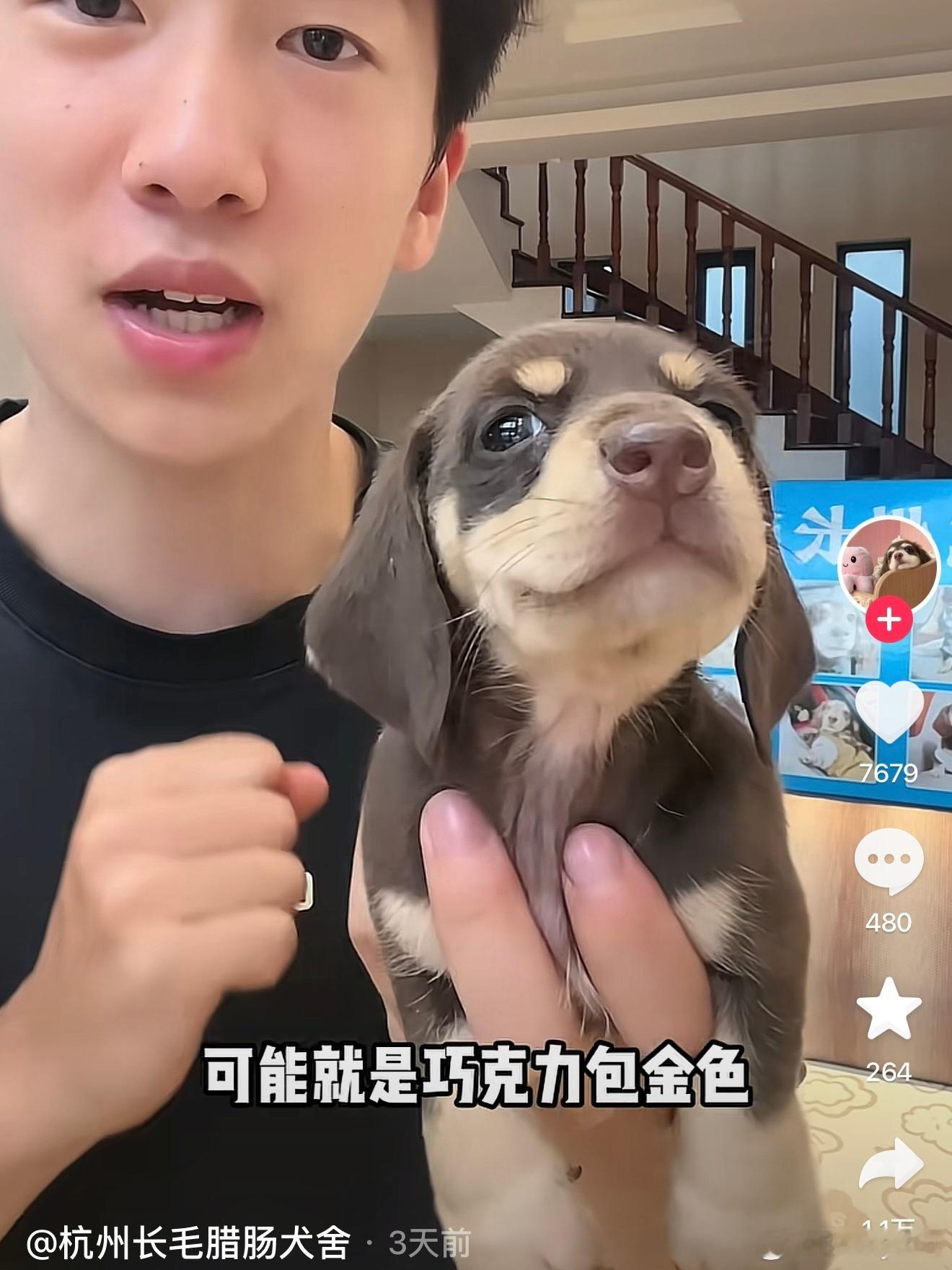 最近认真研究了好久养小狗，越看越想养，也越看越挑花眼每一只都好可爱，完全选不出来