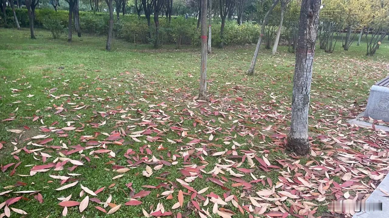 【七绝•一夜西风不自量】
一夜西风不自量，欲将大树叶揪光。
谁知雨露常相顾，纵使
