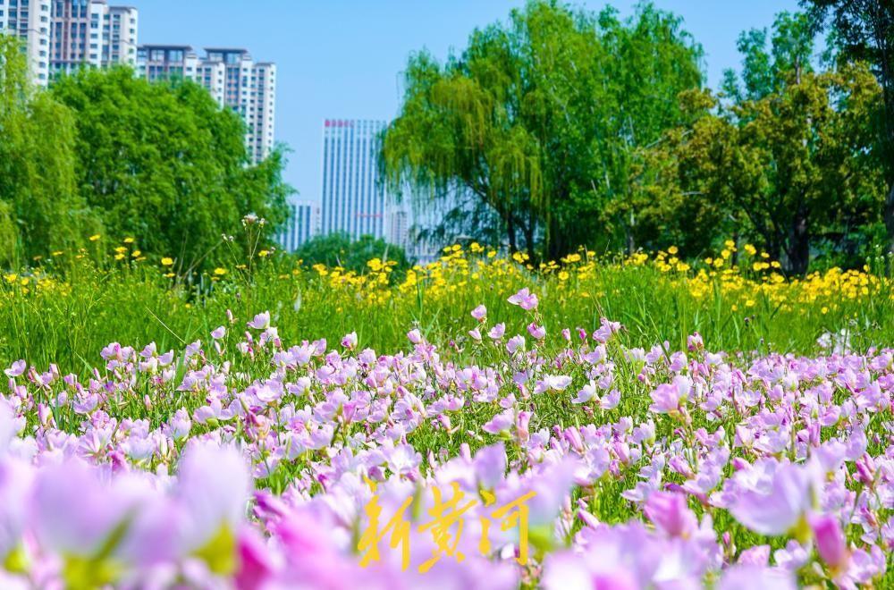 济南腊山河畔花海如潮，粉霞金辉交织成画！5月11日，初夏时节，济南西客站片区的腊
