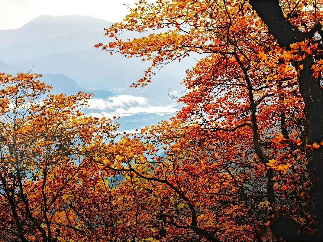 【这里是四川】瓦屋山的彩林盛宴。源自:瓦屋山景区 ​​​