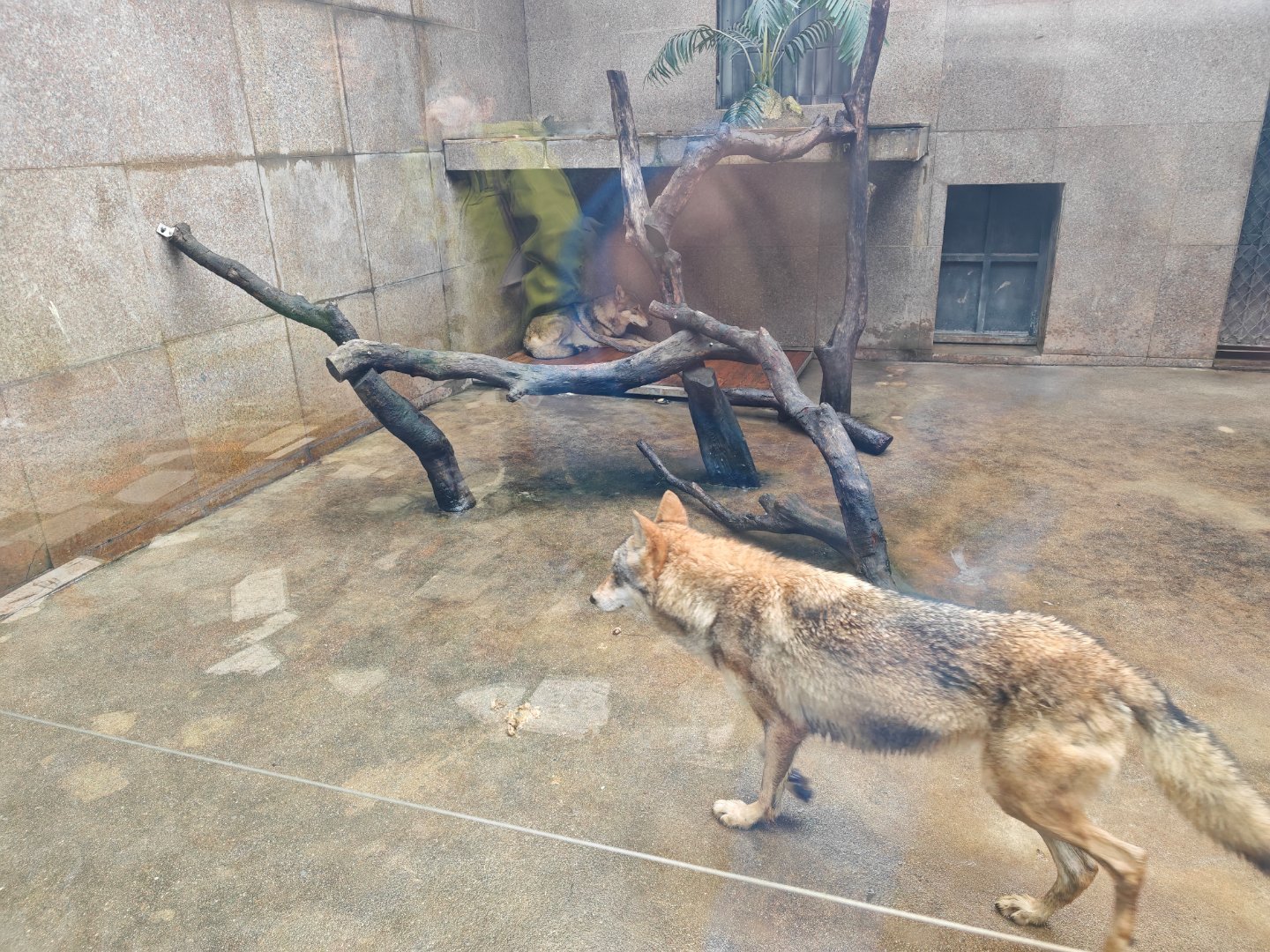 狼，海狼。[doge][doge][doge] ​​​