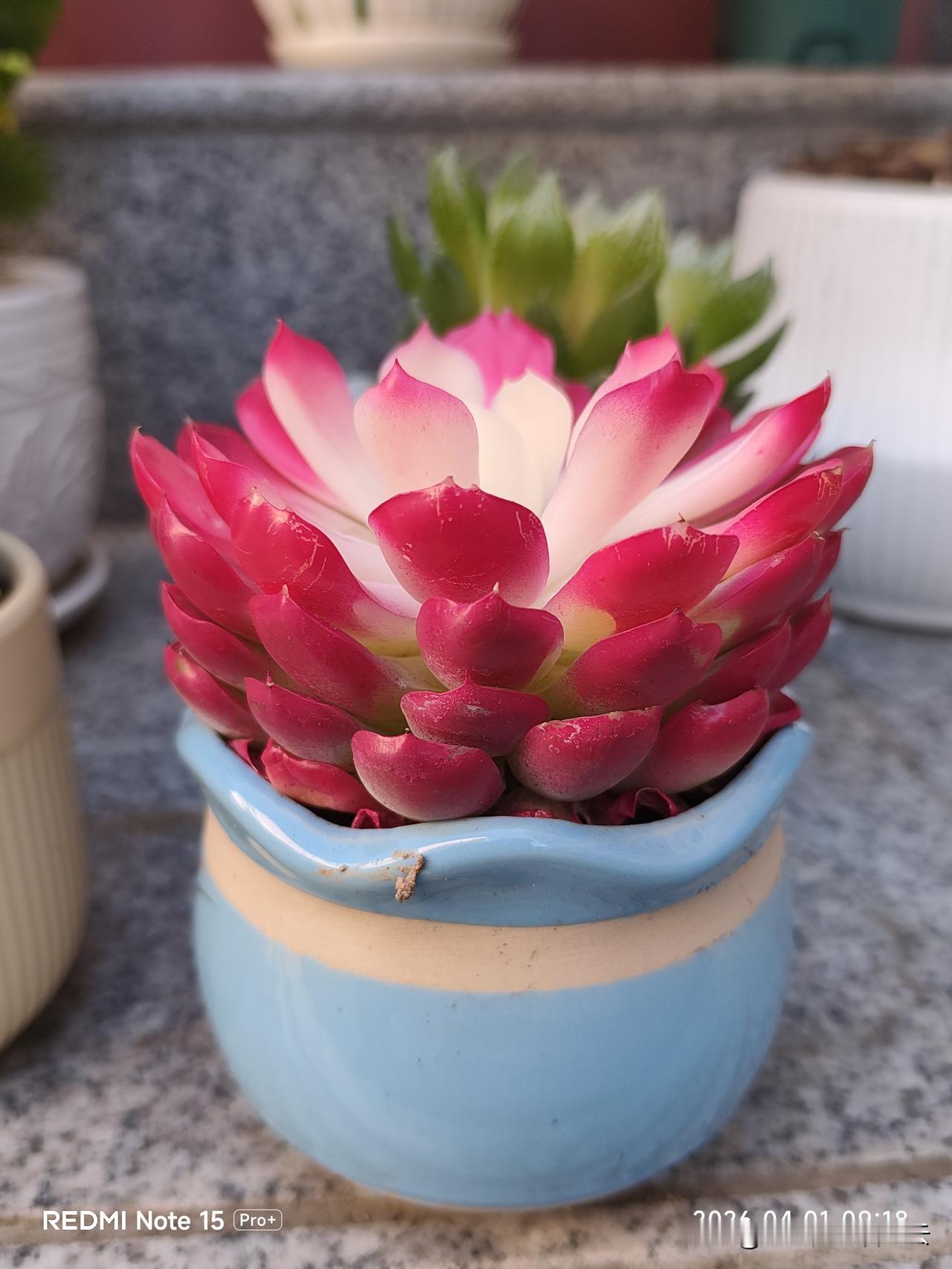 一个连花都养不好的人，竟然把几盆多肉养的如此艳丽，简直是举世无双。

能把多肉养