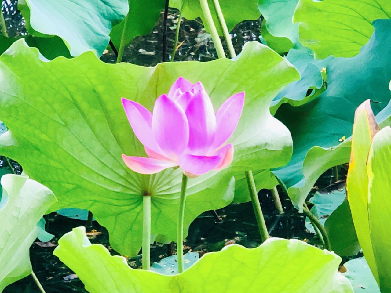 上热门 夏至已至荷花飘香 荷塘美景如画 莲花绽放瞬间有多美