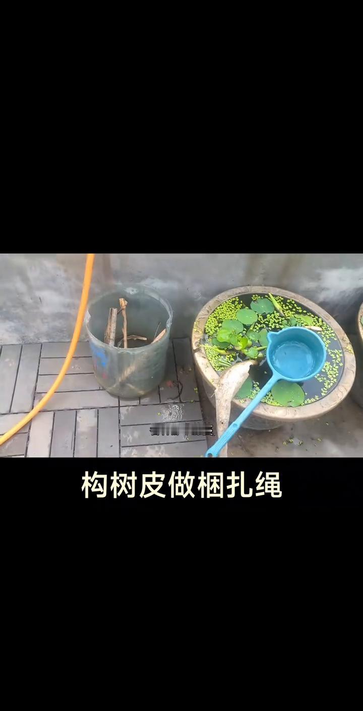 构树皮做捆扎绳。
各位朋友早上好！前几天弄了个井，发现个古井，有一米六多深，想着