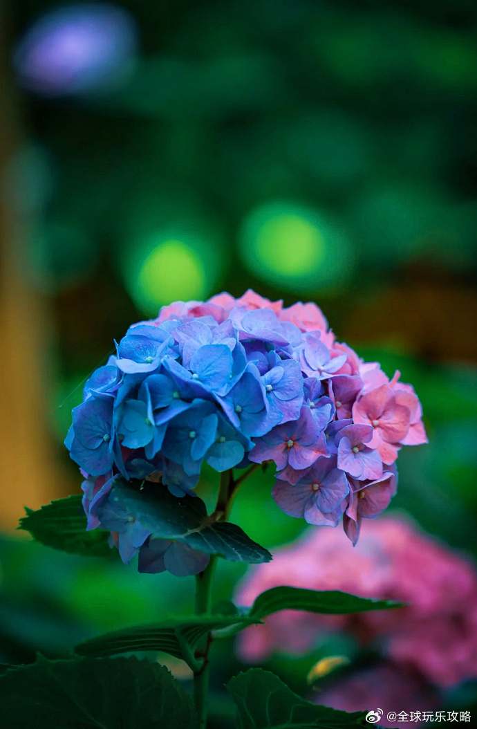 仲夏时刻，绣球花开，芳香袭人，芳丽可爱。 