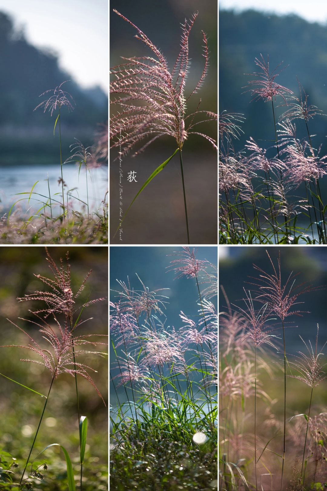 只见江边“荻花白”，还记得秋日“荻花紫