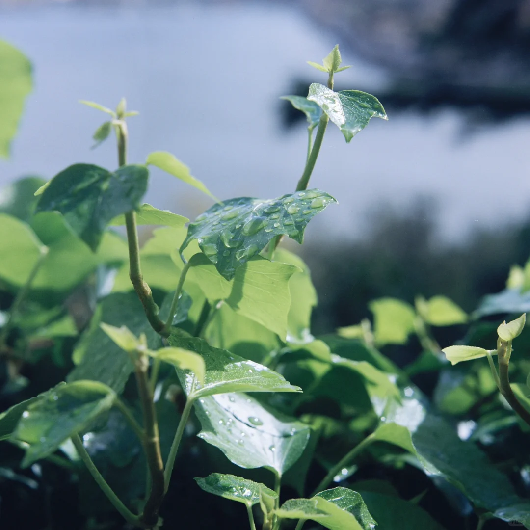 胶片｜平凡的绿意🍃