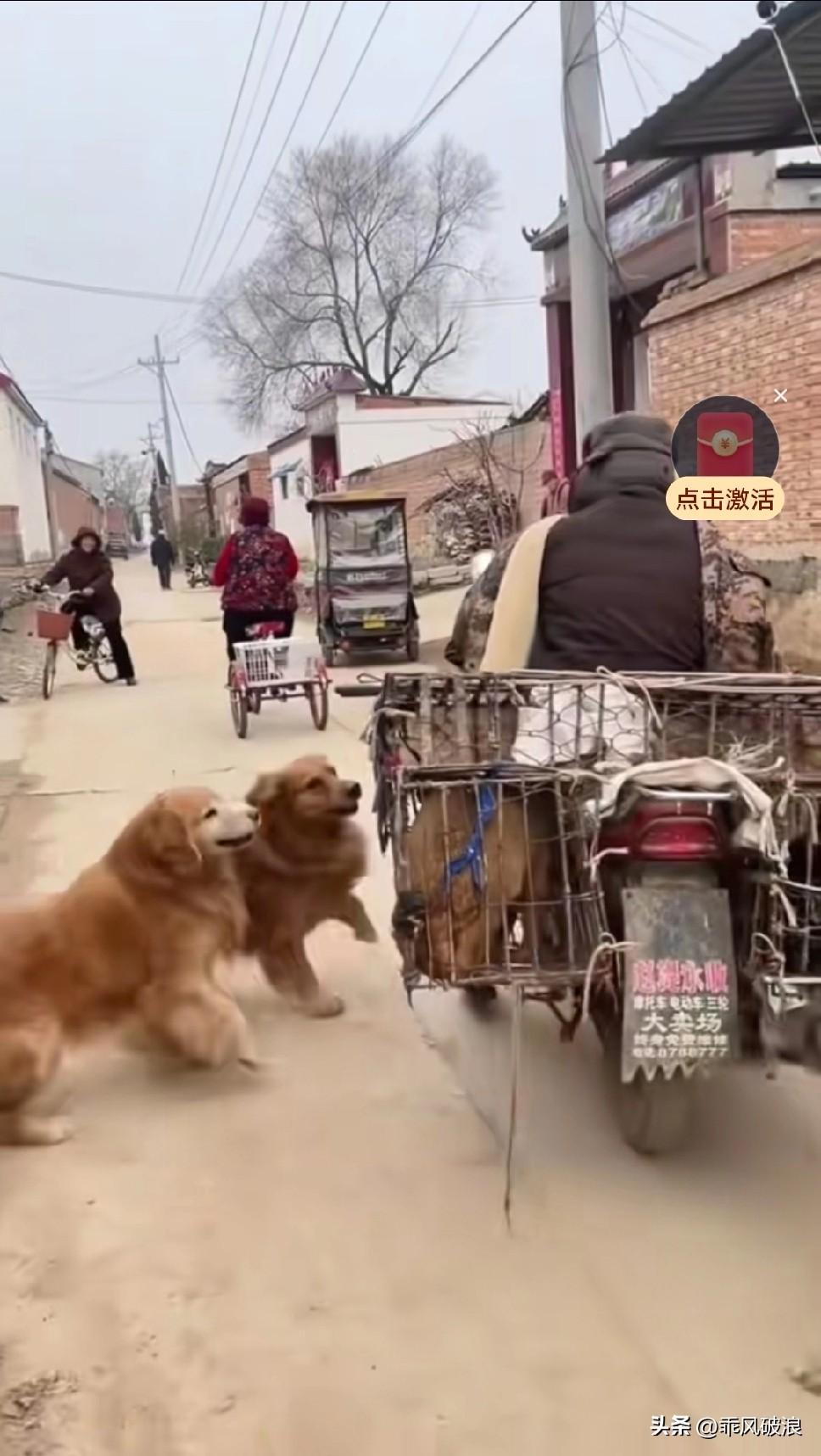 狗贩子进村收狗，突然窜出两只大金毛。看到昔日的同伴被关在狗肉铁笼子里，它们立刻扑