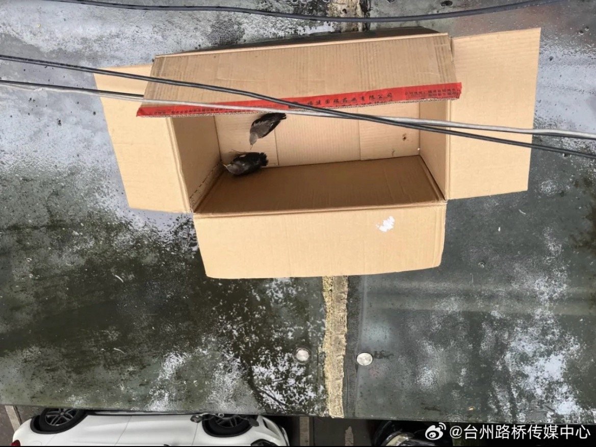 台州网格员救下的小家伙是国家三级保护动物丝光椋鸟为国家“三有”保护野生动物，需要