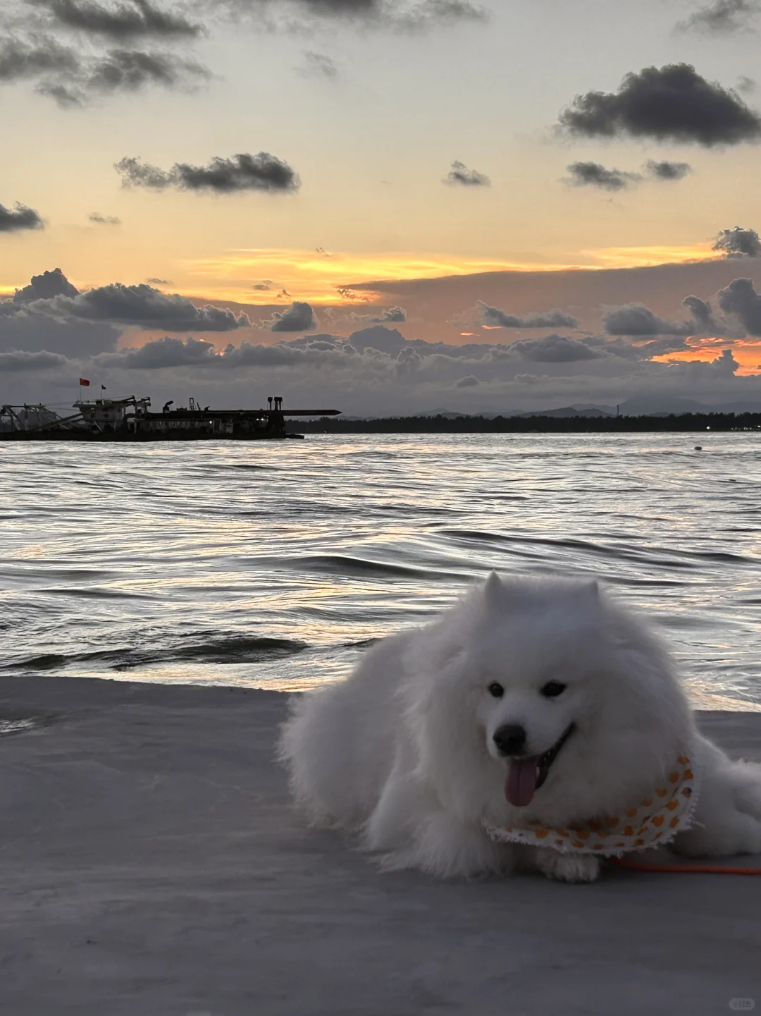 偷感很重的海豹🦭