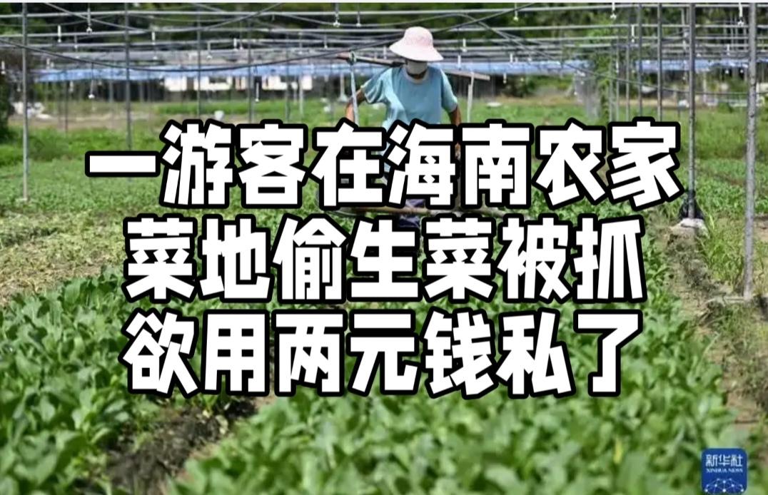 2026年2月18日下午，海口市某村菜地发生一起引发全网热议的道德事件。两名年约