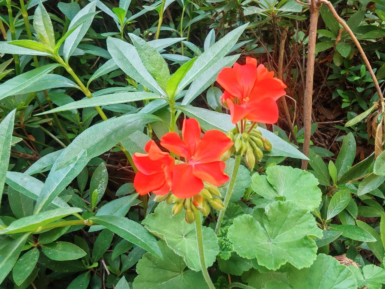 夏日里的一抹红