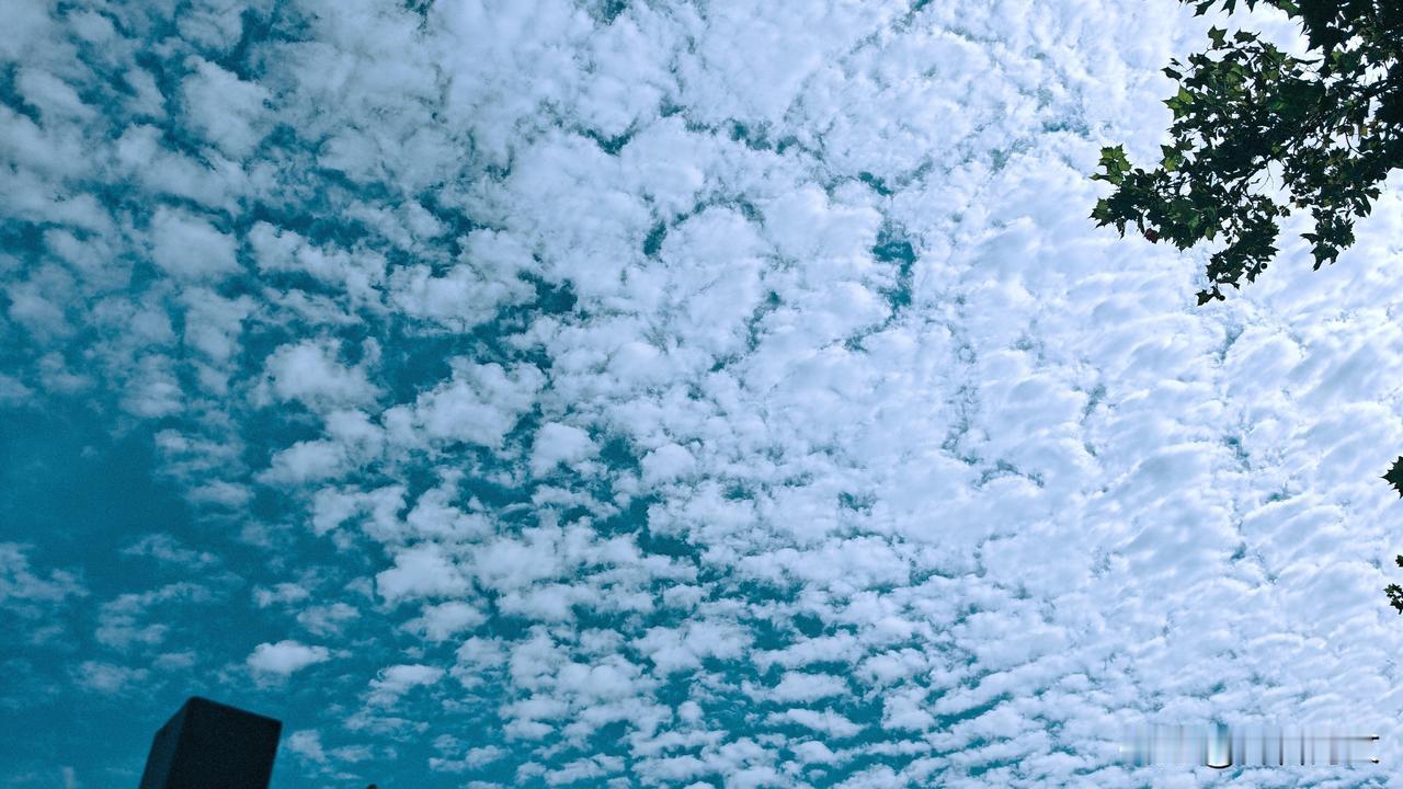 这是鱼鳞云， [卷积云]，也常被俗称“天鱼鳞”。
它的特征是: 云块体积很小、轮