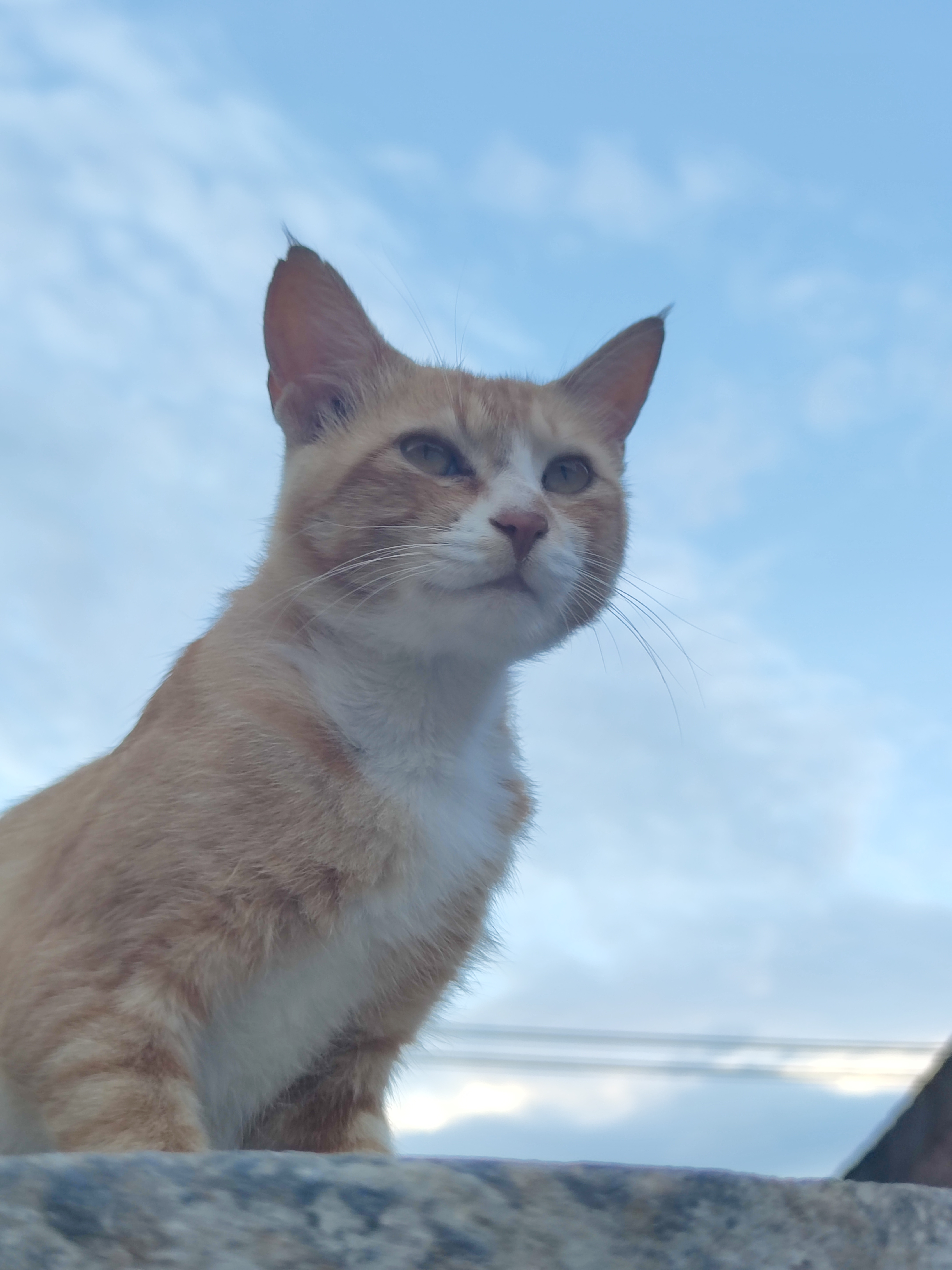 这个时候就要说了 小猫小猫你怎么这么帅呀帅咪酷咪 