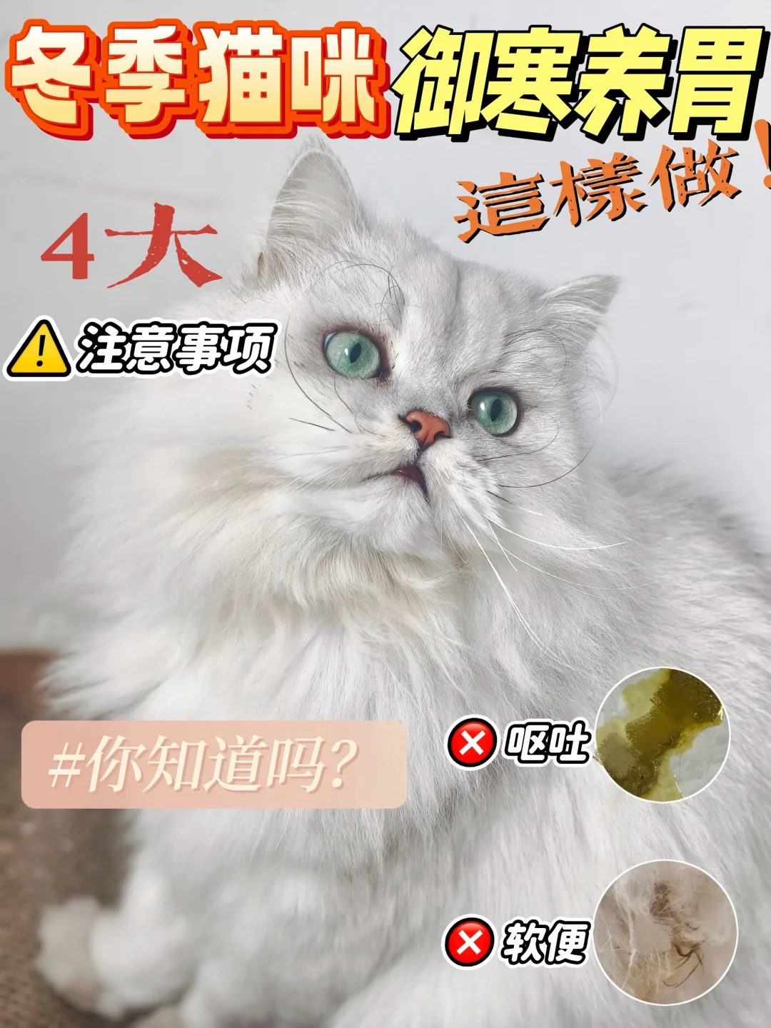 玻璃胃猫咪冬季喂养指南  健康过冬so easy