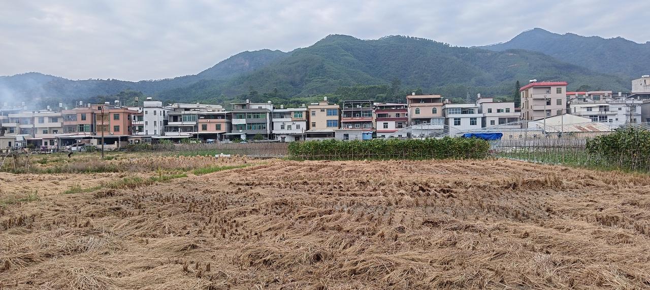 《秋天的水稻收割了》，漳州市长泰区石横村，今年秋季的水稻收割了。农民朋友把收割下