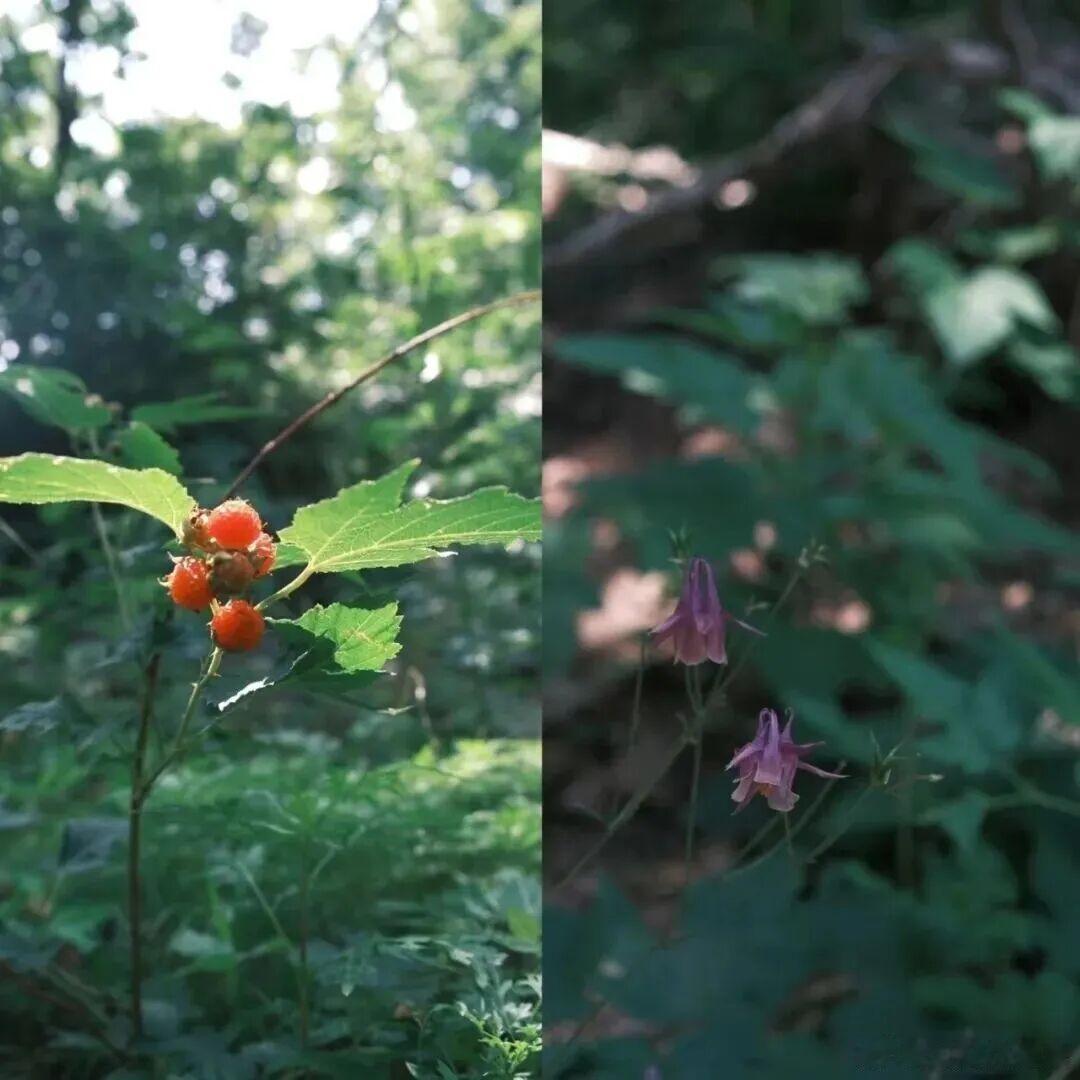 花儿缤纷入画，拾得人间秋意～ ​​​