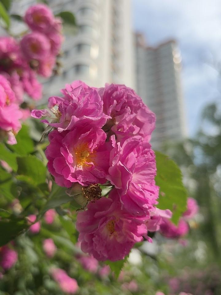 我的今日状态：😁轻松愉快
我这里的天气：多云🌥️
[赞][赞][赞][赞]