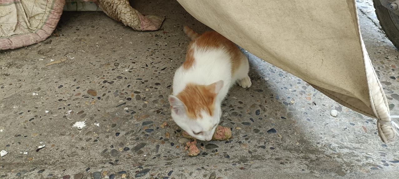 摊上这种邻居真是太倒霉了！
邻居家的两只散养小猫自去年11月份因猫瘟死亡后，她就