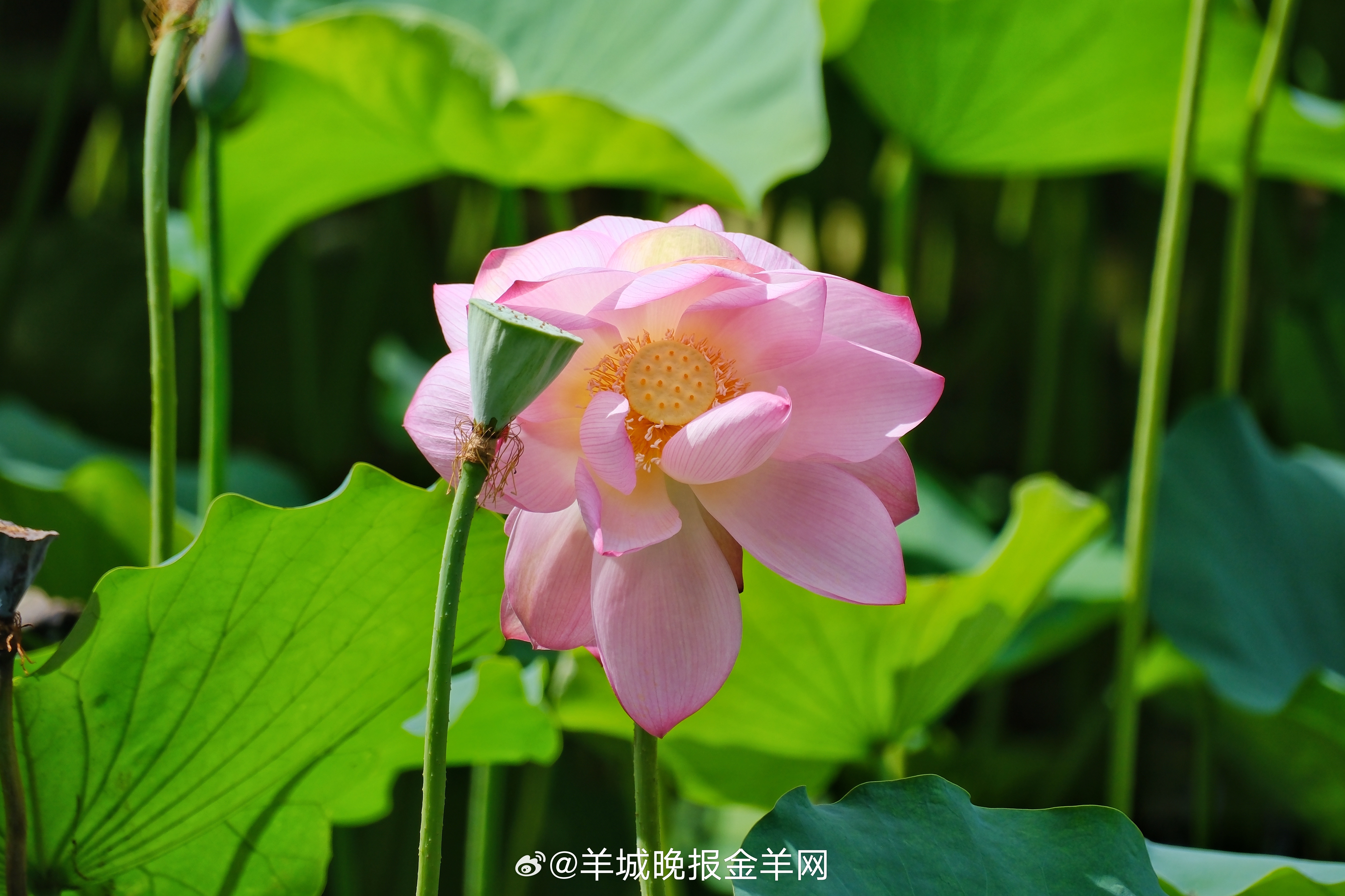 #晚安#如果遇事总钻牛角尖，生活就会失去方向。换个角度思考，很多问题就迎刃而解了