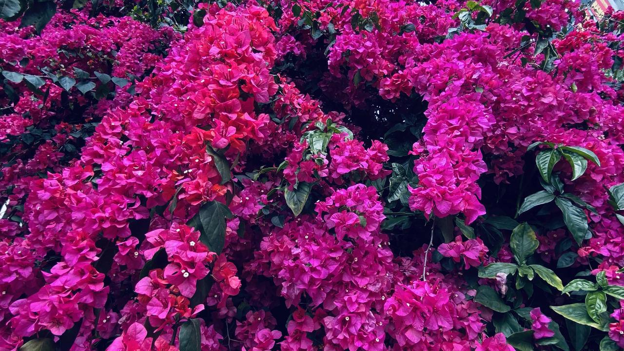 泸州初夏，三角梅把城市染红了
 在酒城泸州，初夏，最惹眼的当属三角梅了。它不是什