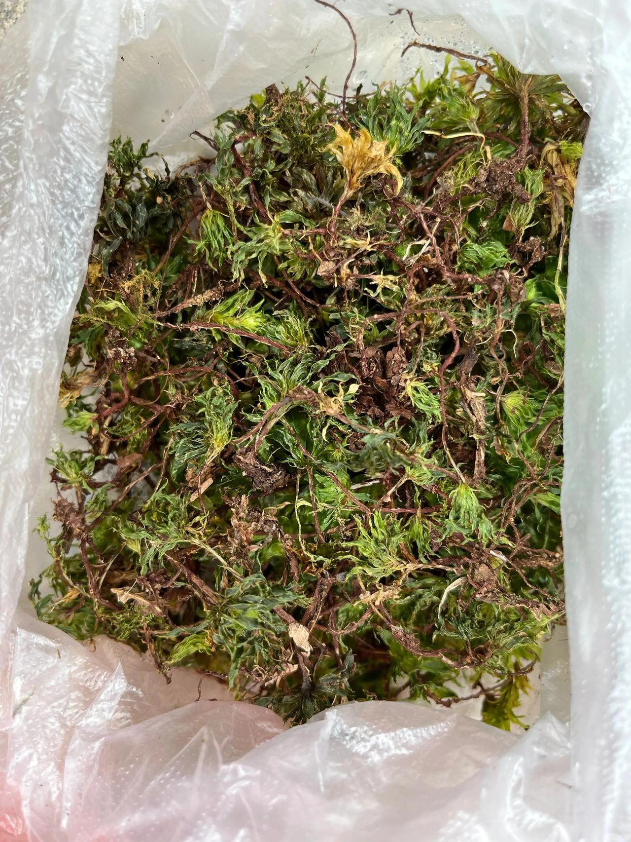 赶集看到的这些药材我一个都不认识，所以我上半辈子到底活了个啥。  