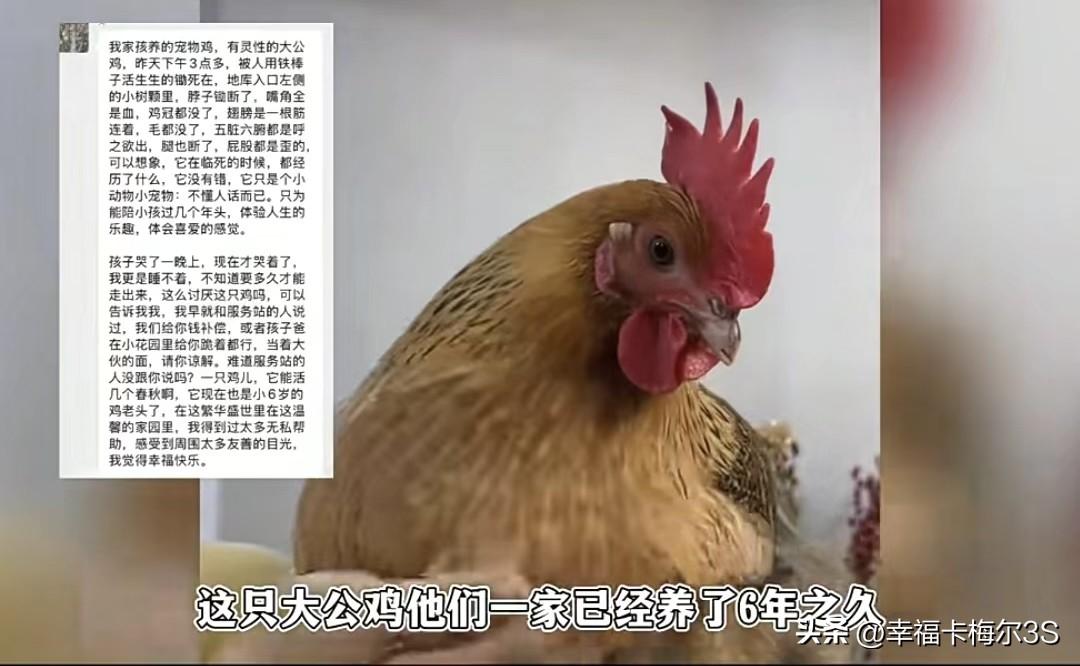 北京一小区因一只公鸡房价暴跌，这小区有户人家养了只大公鸡，养了6年，把它当家人，