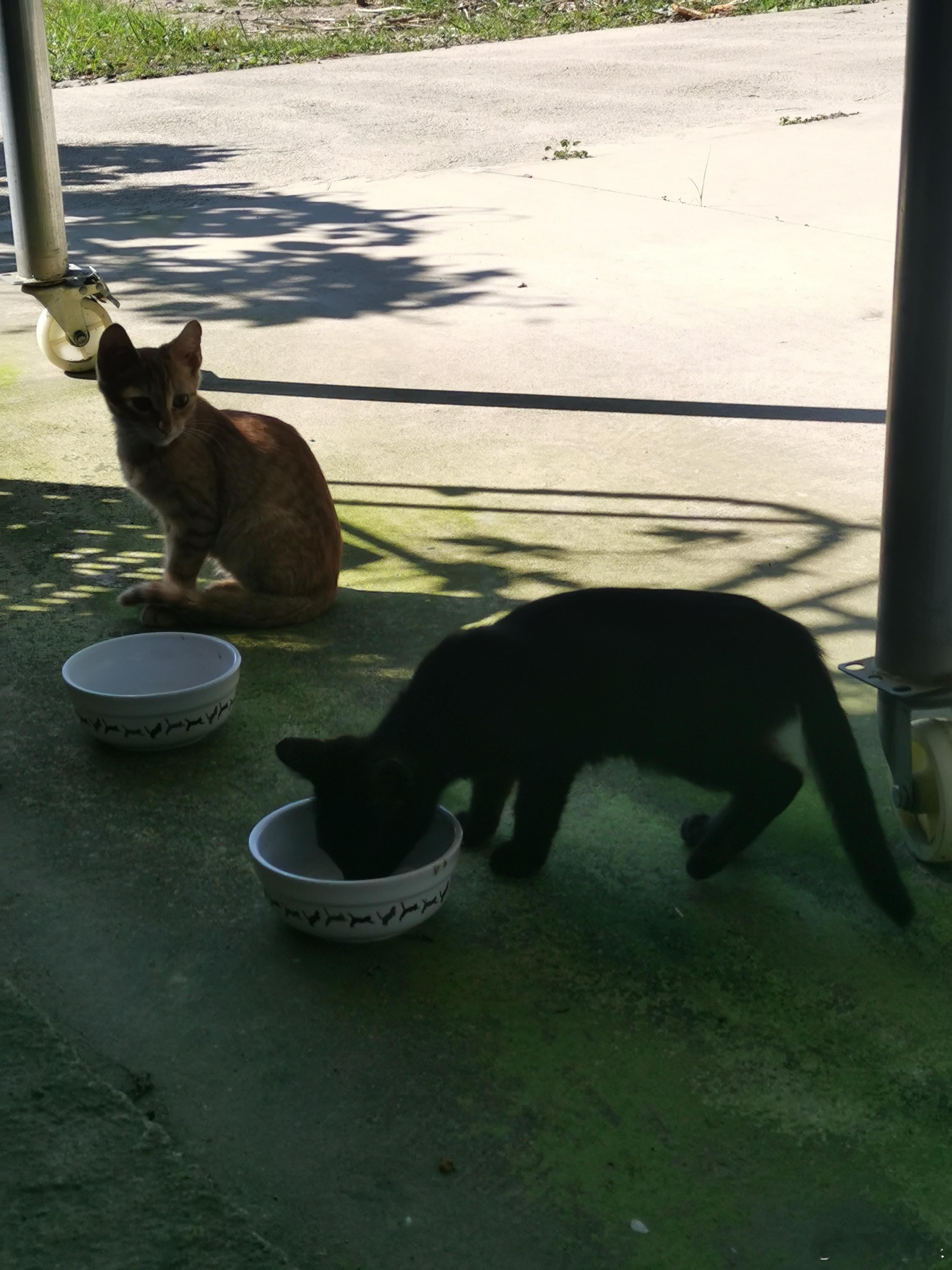猫宁[心]过两天夜间温度只有十度了，开始为猫冬做准备[威武]，某音上在本地下单一