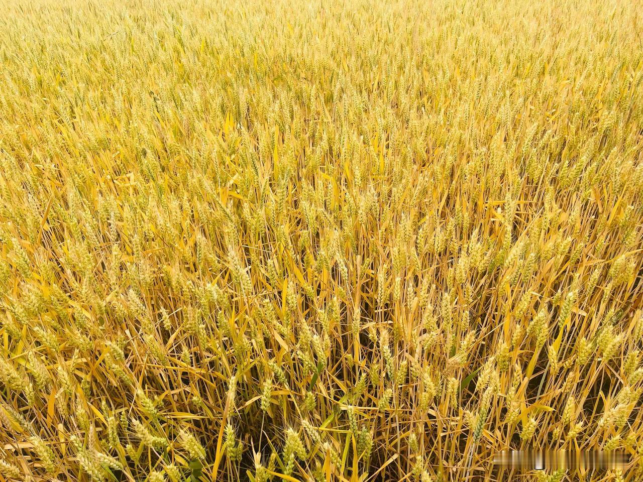 金黄麦浪，丰收在望！🌾🌾🌾