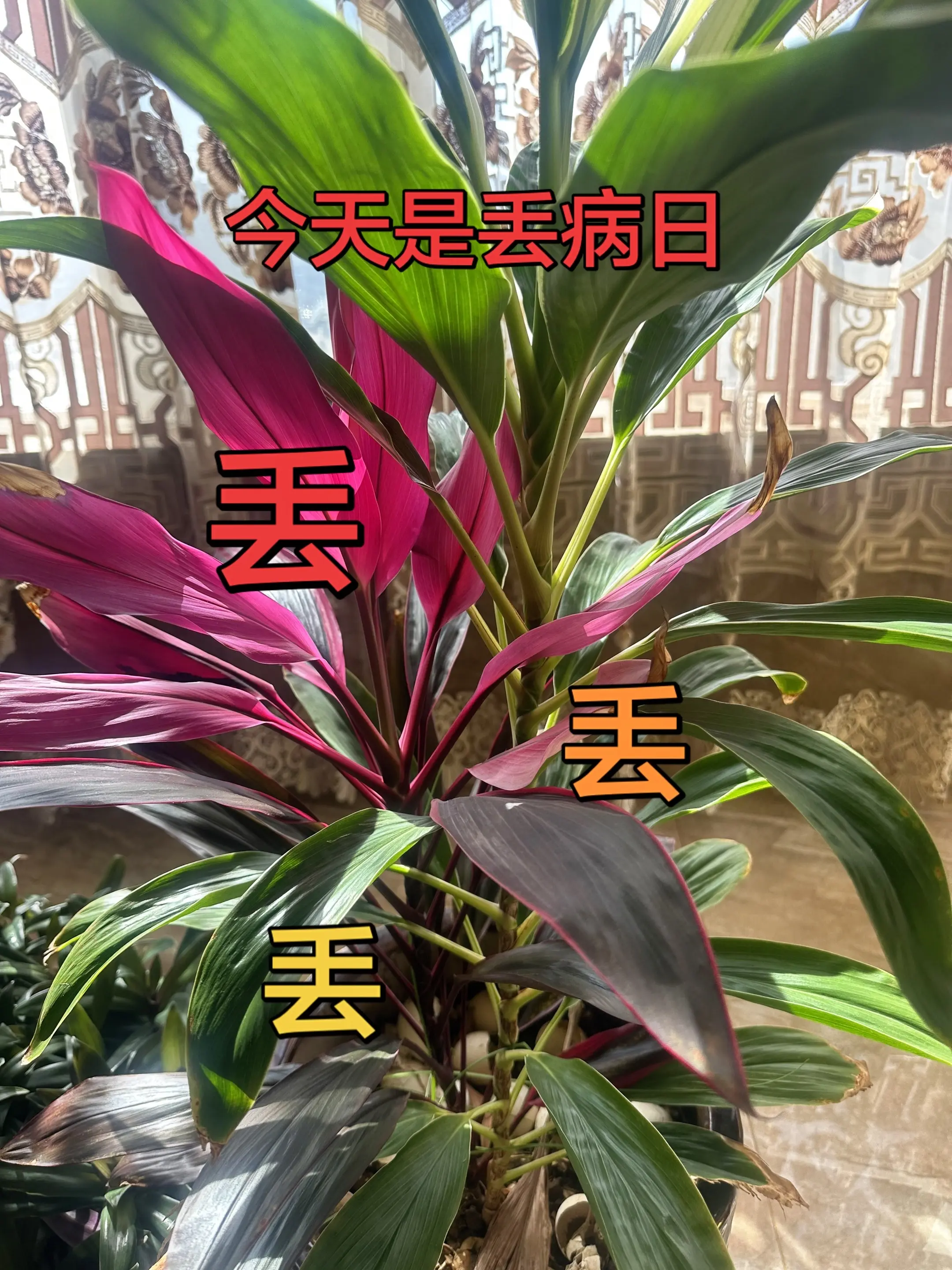 今天是病日丢丢丢丢丢 租房民宿吕梁七哥