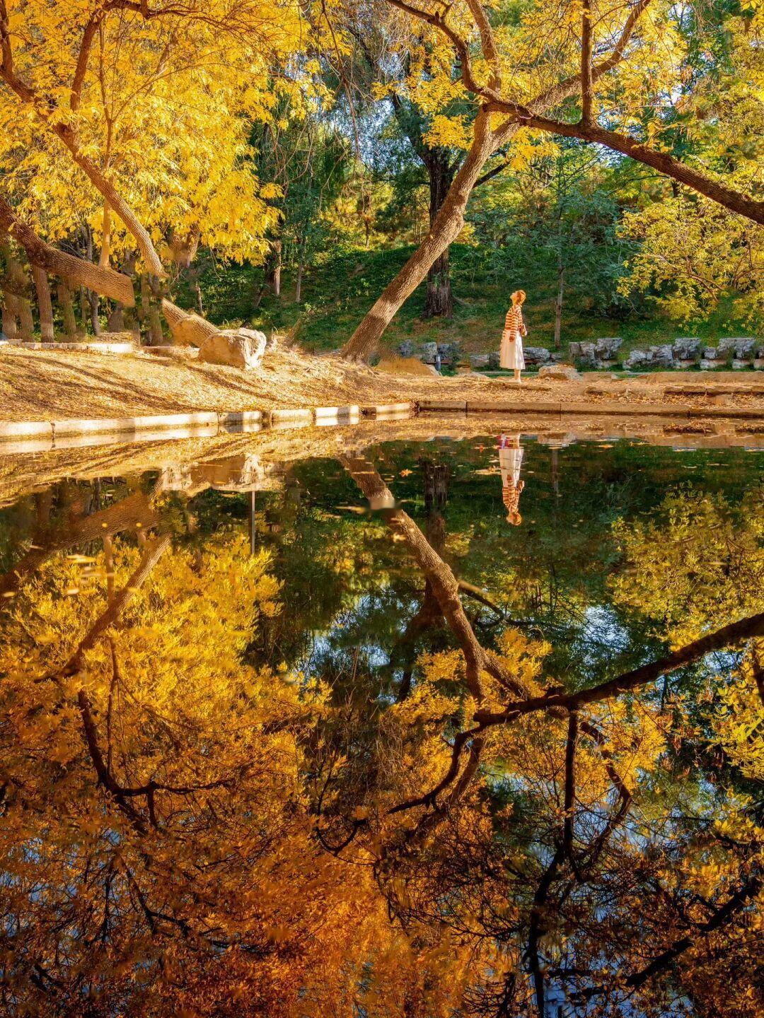 秋天的圆明园是封神的存在啊！美得让人震撼