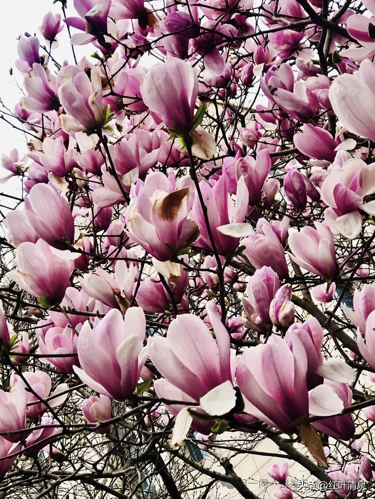 咏粉白玉兰花

谁遣仙女下帝京，
浓妆素裹两靓盈。
一粉一白双生色，
又似朝霞又