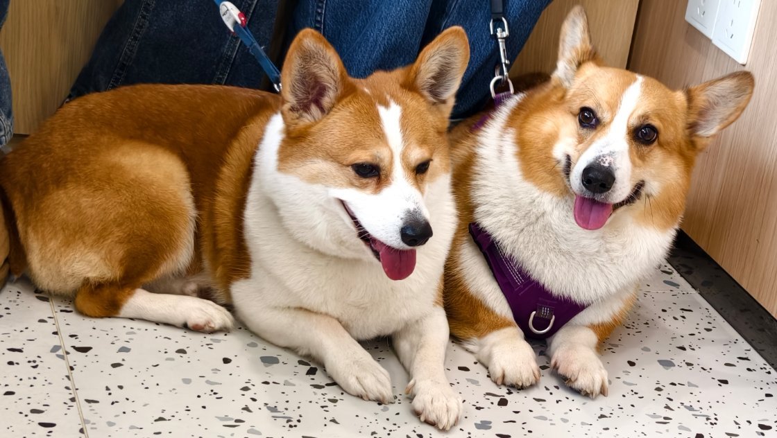 “革命已经成功”和“同志仍需努力”的柯基 减肥二人组[doge]  ​​​