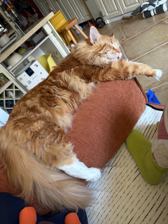小猪🐖