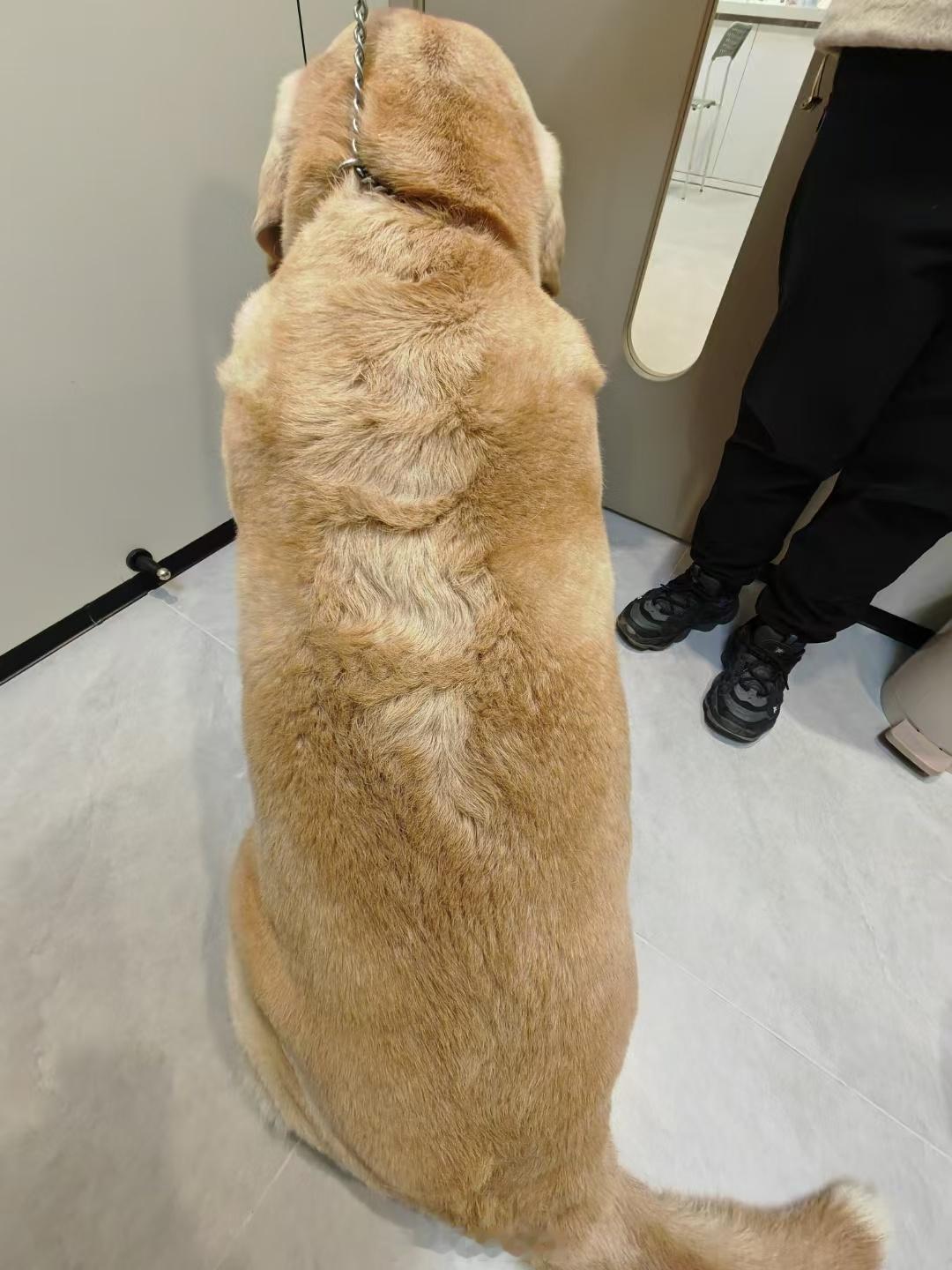 朋友圈看到同行发的拉布拉多67kg，你的宠物品种和体重是多少钱？  