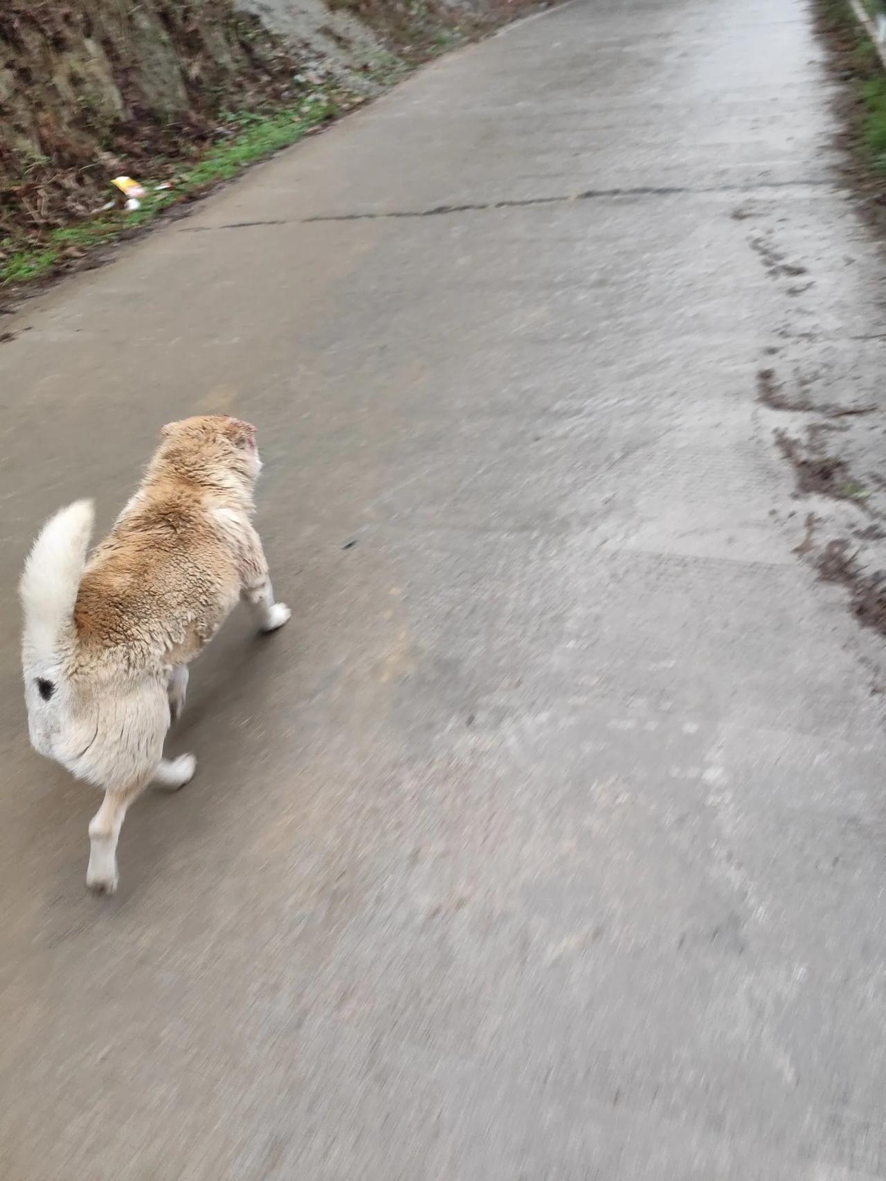 跑步
汗水欢欣以自持，雨停和狗疾奔驰。
山间小径时光逐，美景红黄白绿时。
【注释