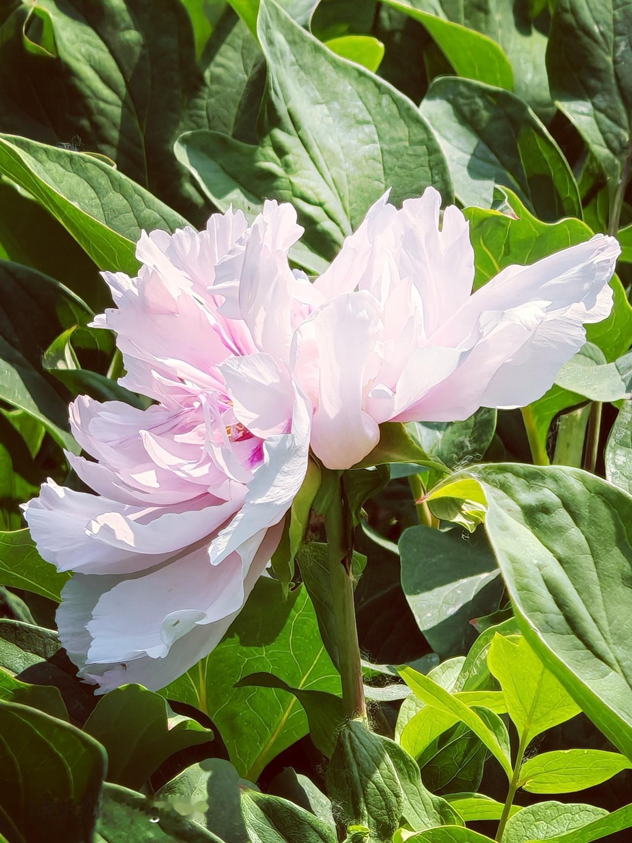 运河牡丹园的芍药花，简直是一场视觉盛宴。一走进园子，大片的芍药花就映入眼帘，红的
