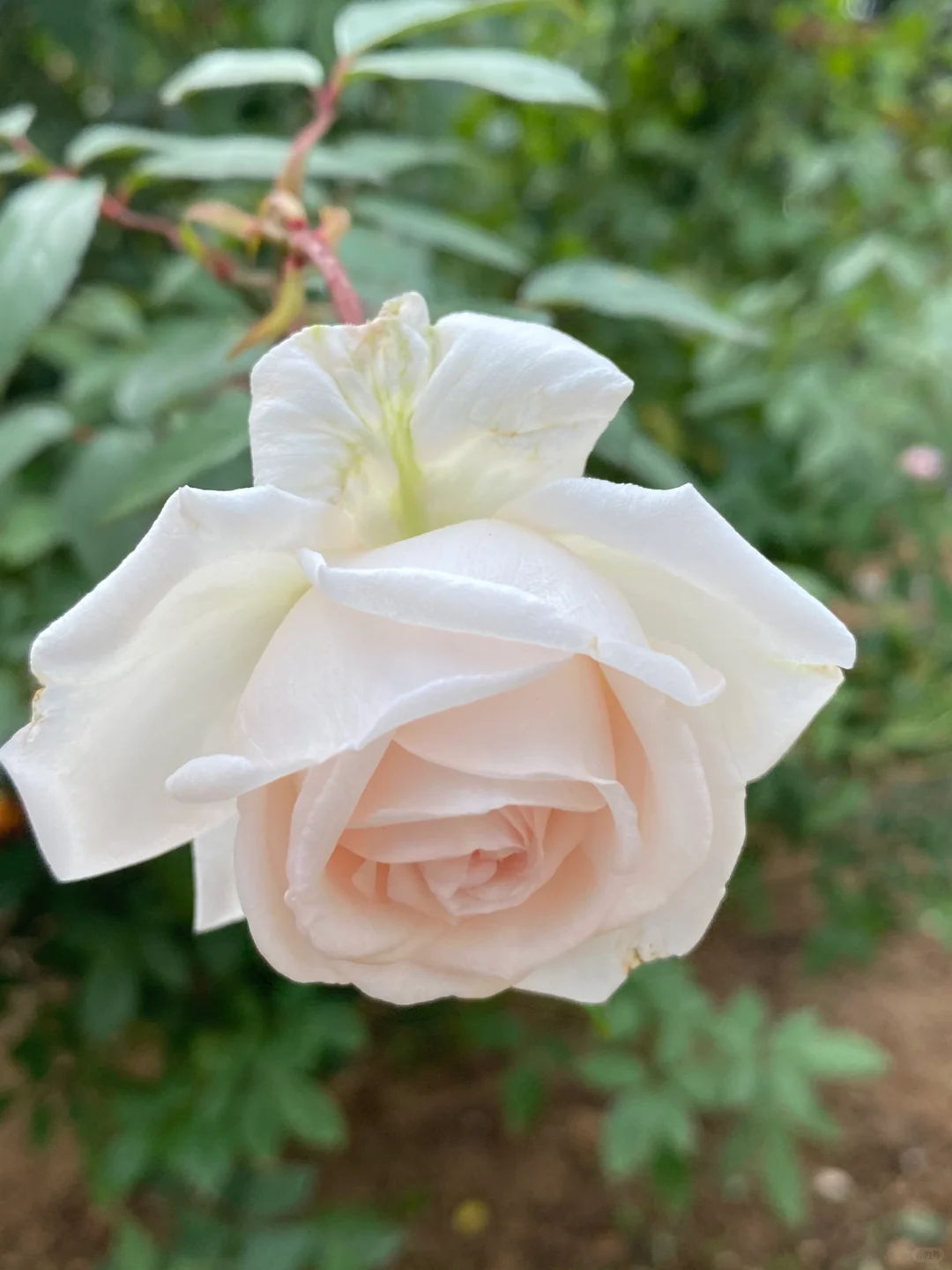 温度和阳光都不够标准，花也不标准