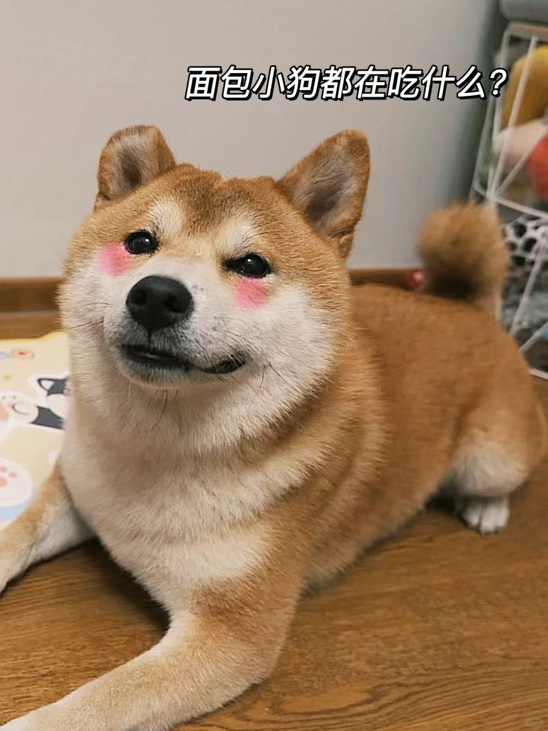 锐评一下前段时间买的老年犬粮