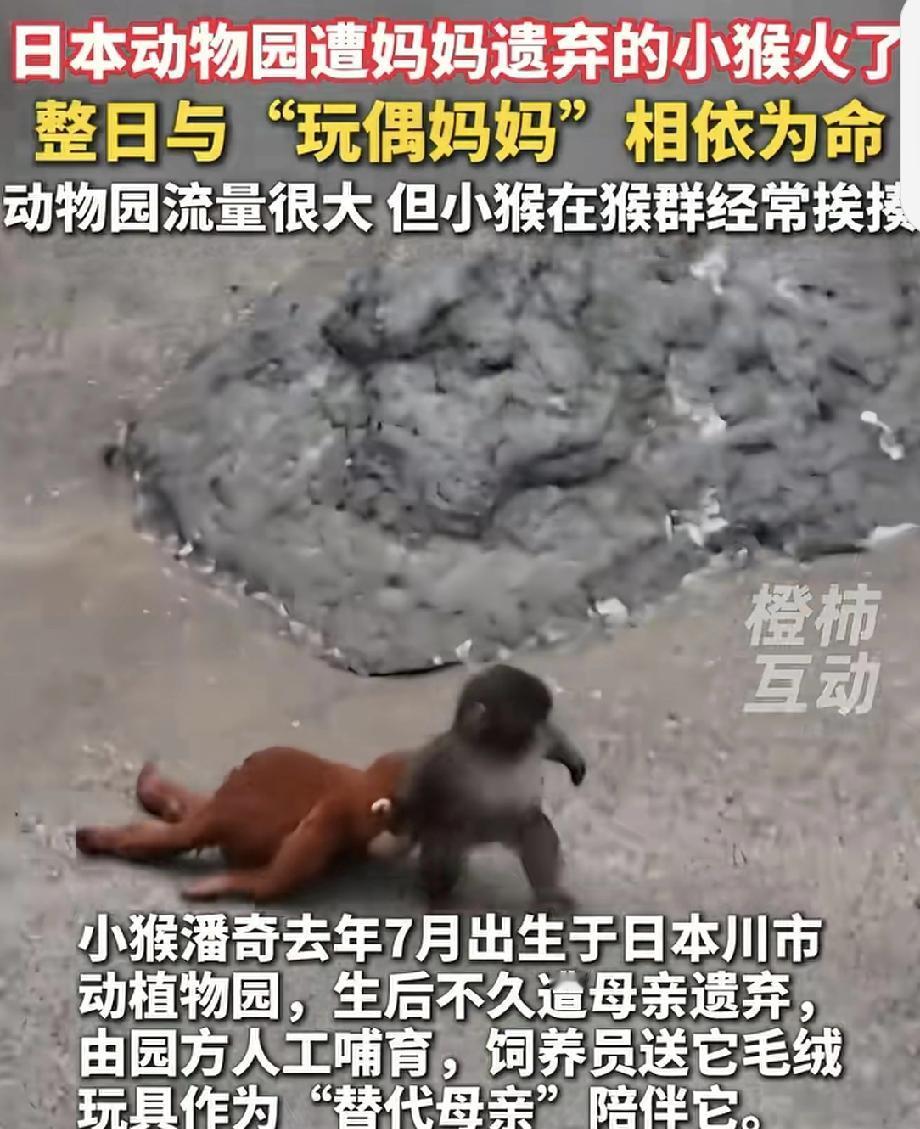 日本动物园小猴把毛绒玩具当作妈妈 日本动物园里的小猴把毛绒玩具当妈妈这事太让人感