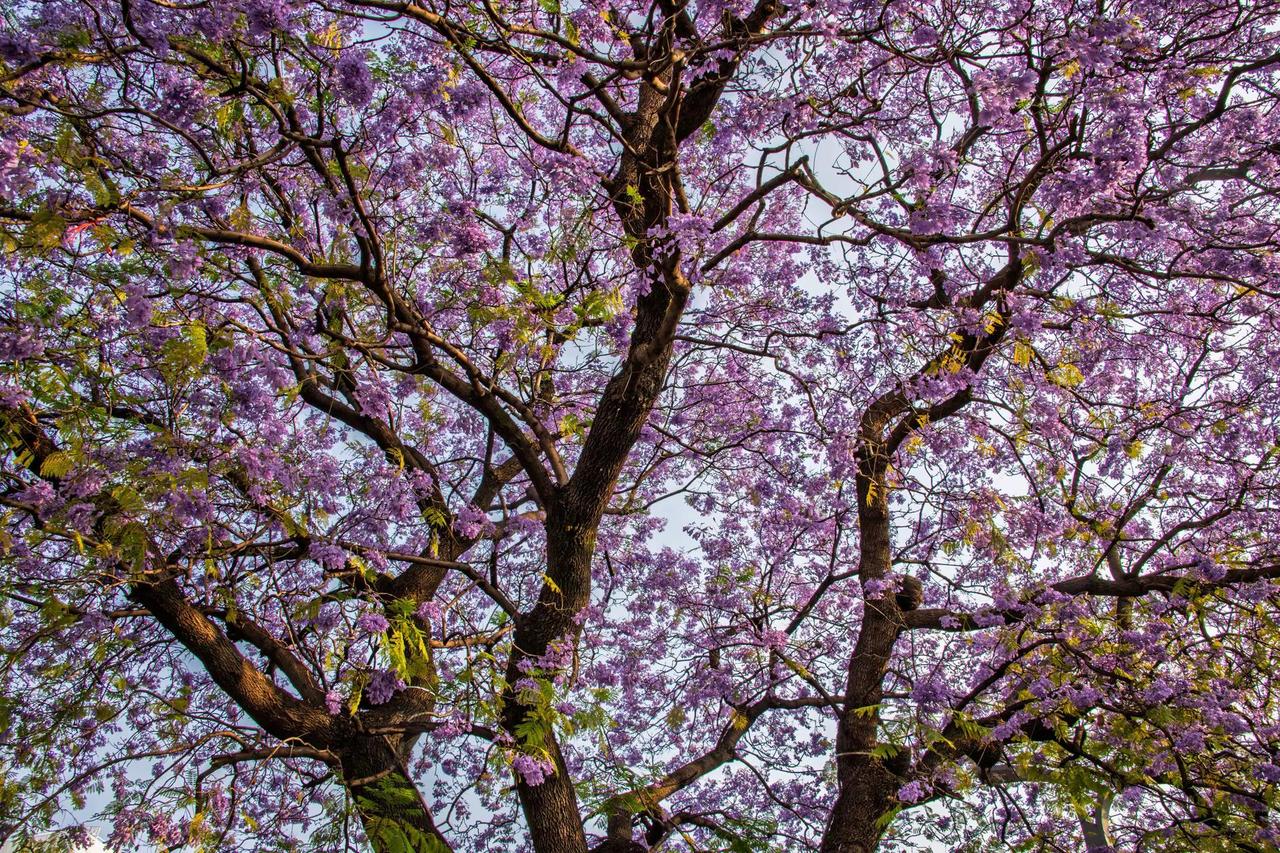 西昌航天北路蓝花楹。西昌航天北路蓝花楹