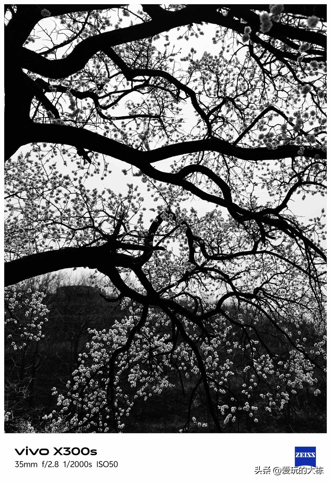 拍一张春天的照片去掉色彩想表达版画那种粗狂富有印记的感觉，春天不一定是温柔，也可