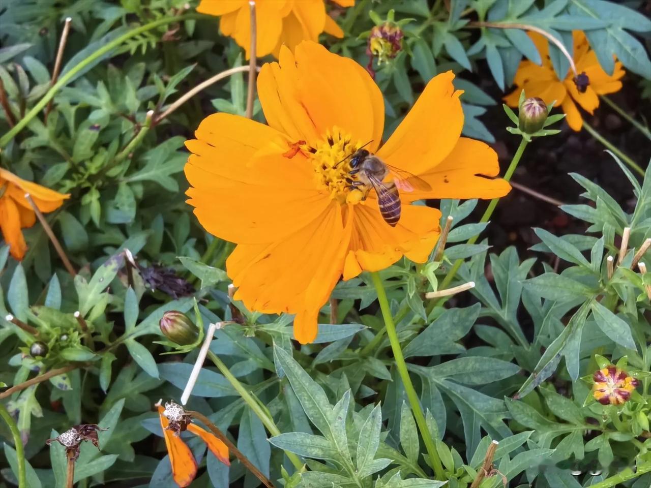 小蜜蜂采花素材用感恩的心去记录生活中的美好瞬间。