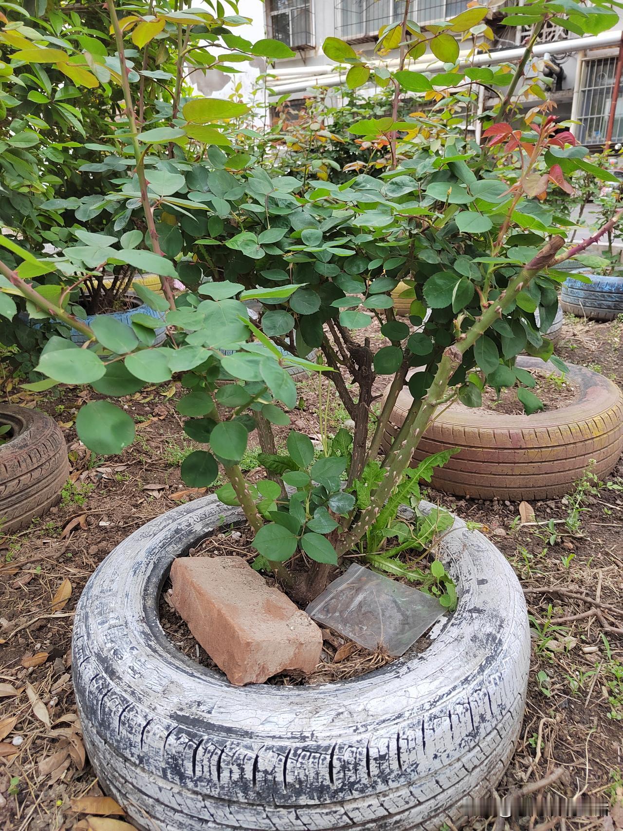 今年2月份，我光荣退休了。
当退休金叮咚一声到账，惊喜的同时，我也受到了猛烈的惊