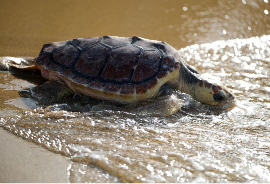 颠覆认知！90%准确率解锁动物“重返海洋”密码，棘龙实锤水生
 
11月24日《