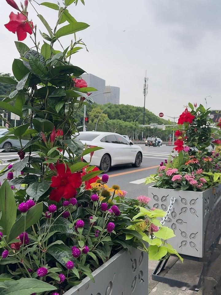 雨后的天空，确实格外清晰，此时拍一张雨后的花朵，简直美炸了！
今年花开半月，热闹