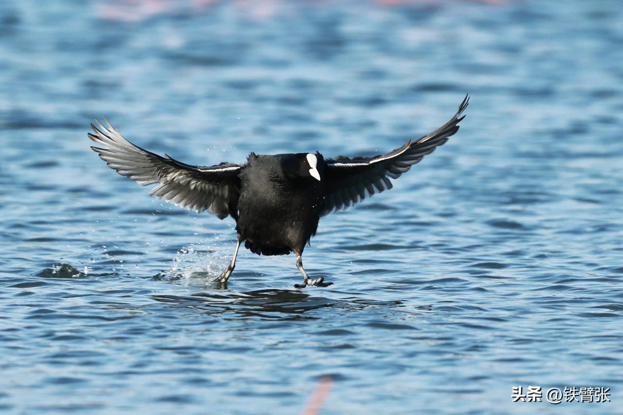 玉渊潭公园的白骨顶鸡