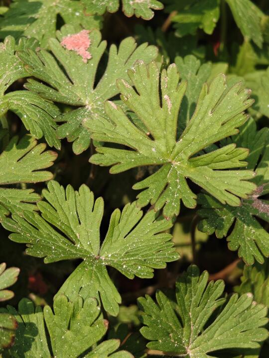 野老鹳草🌿